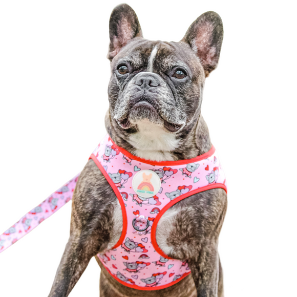 French Bulldog Design Harnesses and Leashes