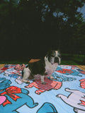 Frenchies & Freedom Sherpa Blanket